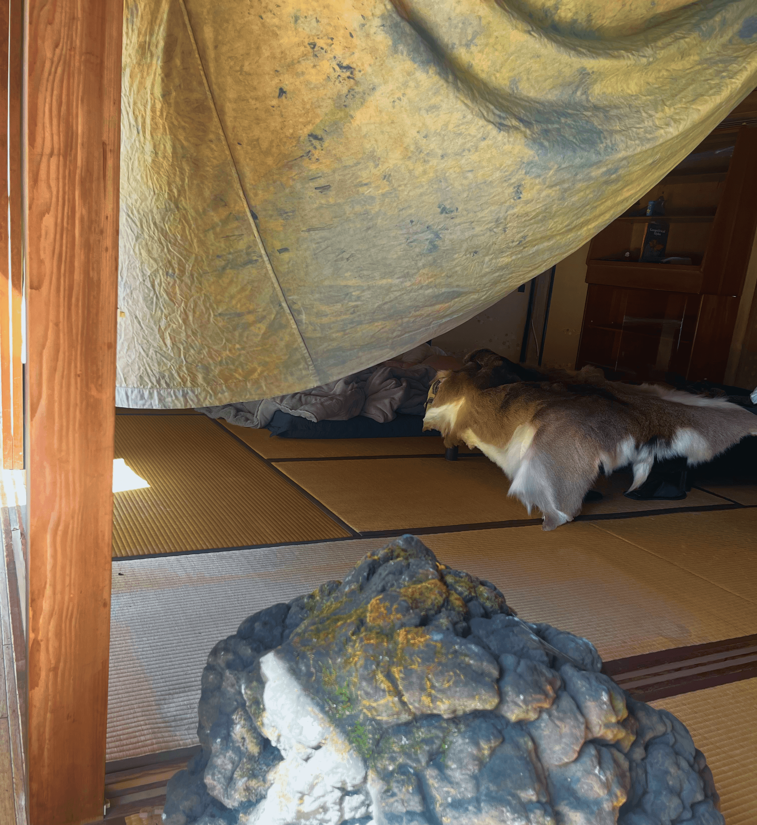 ZuCity Japan Daily Access